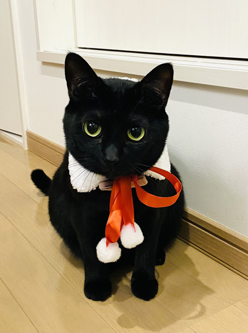 クリスマスにまめさん