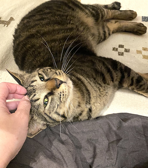 甘えん坊ごまめさん