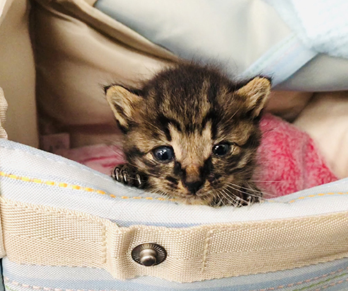 小さい頃のごまめさん正面