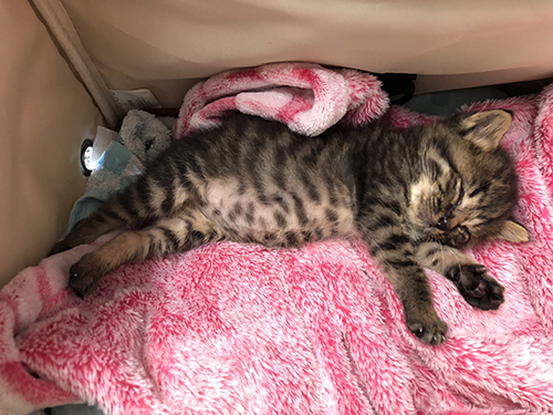 眠る小さい頃のごまめさん