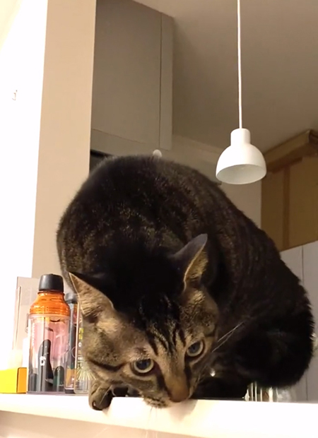 下から見上げるごまめさん