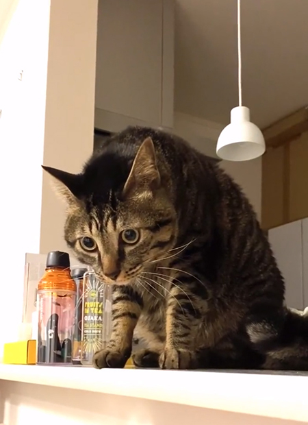 視線を逸らすごまめさん