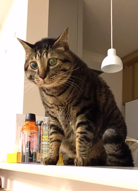 ちらりとこちらを見るごまめさん