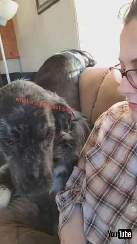 「Dog Doesn’t Like a Very Certain Word || ViralHog」