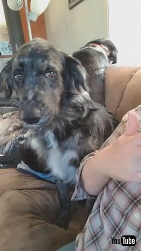 「Dog Doesn’t Like a Very Certain Word || ViralHog」