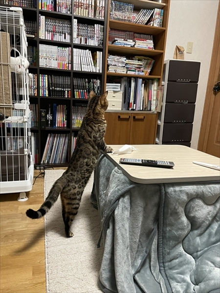 紙袋を警戒する猫ちゃん