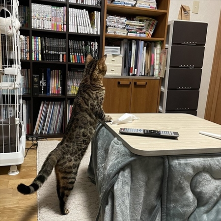 紙袋を警戒する猫ちゃん