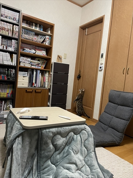 紙袋を警戒する猫ちゃん