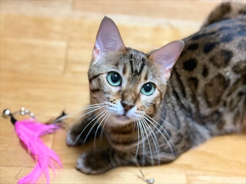 紙袋を警戒する猫ちゃん