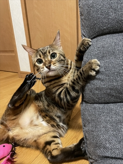 紙袋を警戒する猫ちゃん