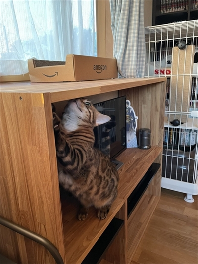 紙袋を警戒する猫ちゃん