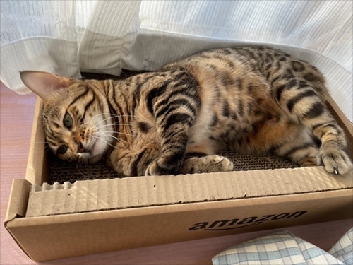 紙袋を警戒する猫ちゃん