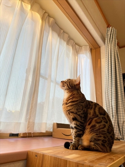 紙袋を警戒する猫ちゃん