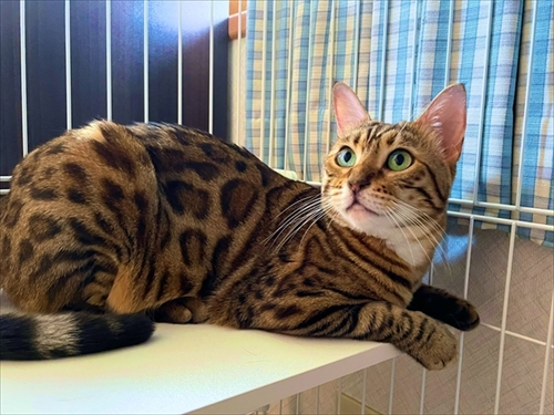 紙袋を警戒する猫ちゃん