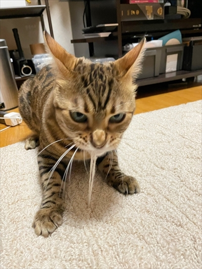 紙袋を警戒する猫ちゃん