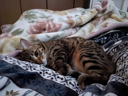 紙袋を警戒する猫ちゃん