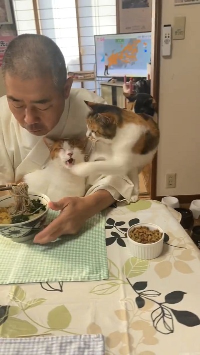 猫パンチをくらうシロくん