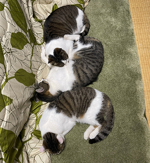 3連アンモニャイト