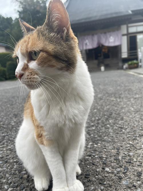 外にいるミー子ちゃん