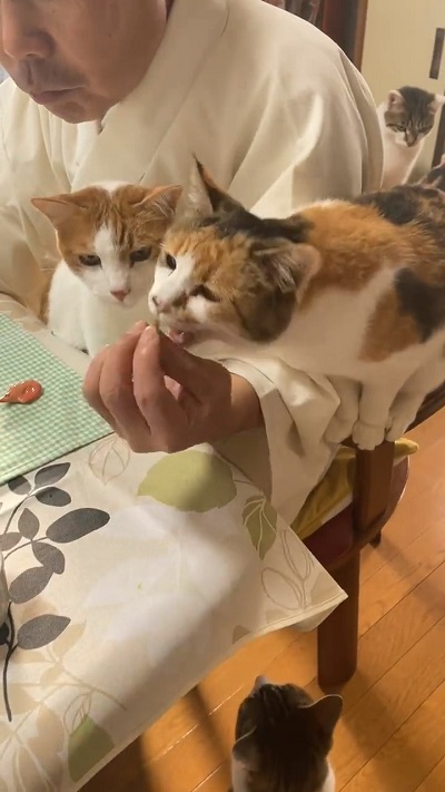 カリカリをミー子ちゃんに