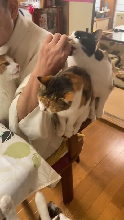 カリカリをひーちゃんに