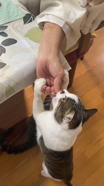 立ち上がる猫ちゃん