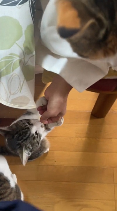 カリカリをひーちゃんに