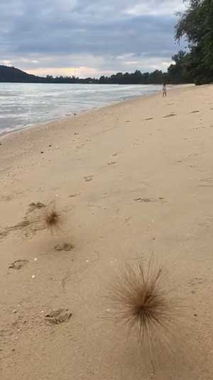 砂浜 転がる ツキイゲ 娘 砂かけられ 撃沈 まっくろくろすけ