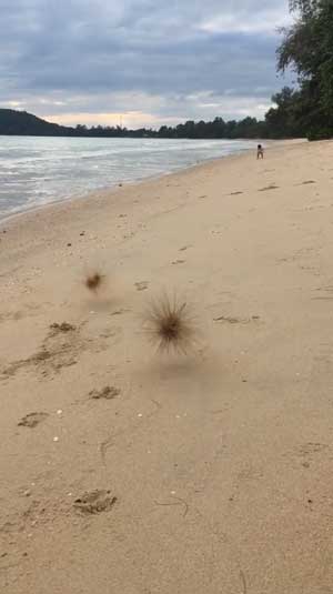 砂浜 転がる ツキイゲ 娘 砂かけられ 撃沈 まっくろくろすけ