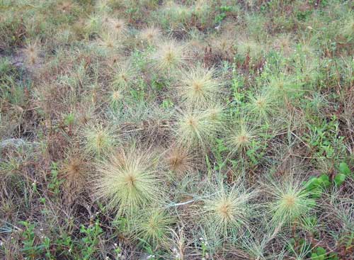 砂浜 転がる ツキイゲ 娘 砂かけられ 撃沈 まっくろくろすけ