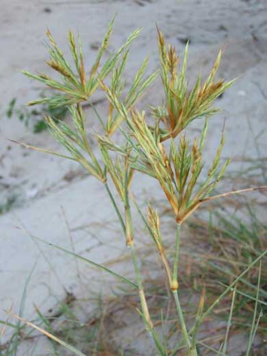 砂浜 転がる ツキイゲ 娘 砂かけられ 撃沈 まっくろくろすけ