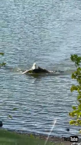 「Bald Eagle Pulls Massive Carp onto the Shore || ViralHog」