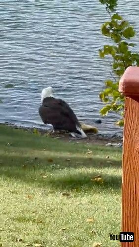 「Bald Eagle Pulls Massive Carp onto the Shore || ViralHog」