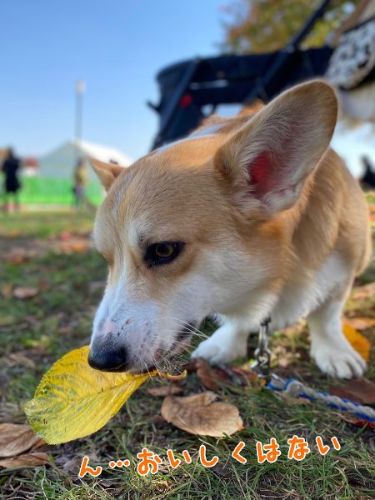 firstcorgi
