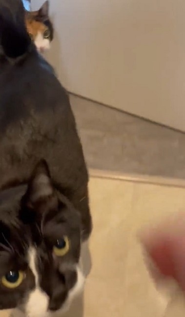 猫たちで定員オーバーのトイレ