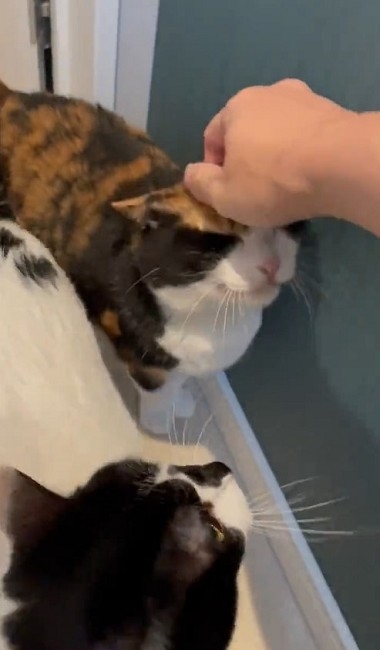 猫たちで定員オーバーのトイレ