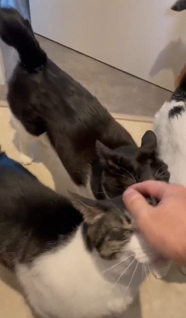 猫たちで定員オーバーのトイレ