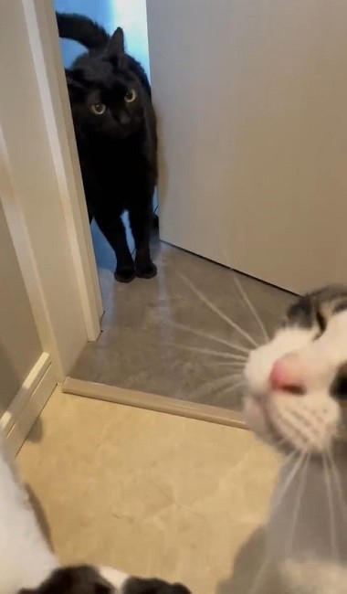 猫たちで定員オーバーのトイレ