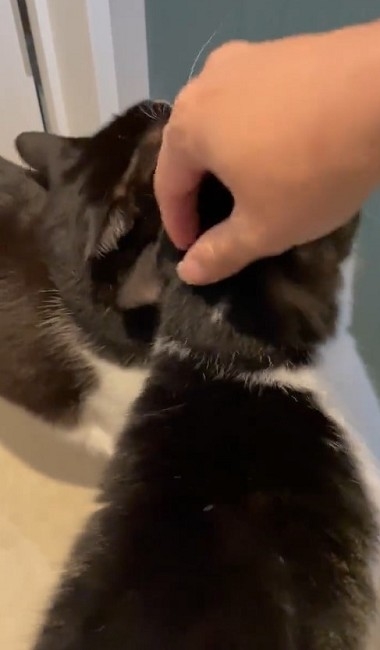 猫たちで定員オーバーのトイレ