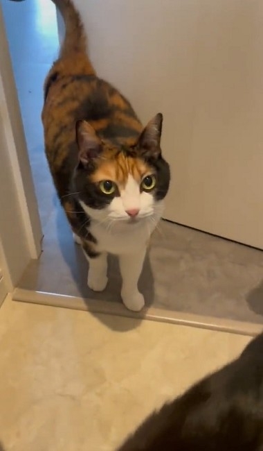 猫たちで定員オーバーのトイレ