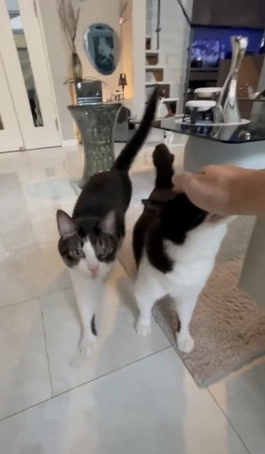 猫たちで定員オーバーのトイレ