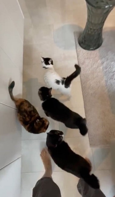 猫たちで定員オーバーのトイレ