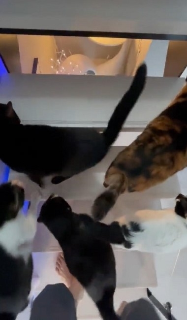 猫たちで定員オーバーのトイレ