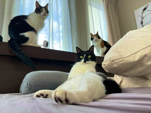 猫たちで定員オーバーのトイレ