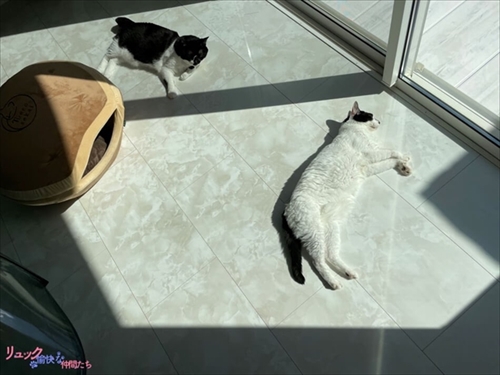 猫たちで定員オーバーのトイレ