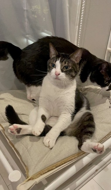 猫たちで定員オーバーのトイレ