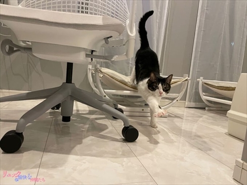 猫たちで定員オーバーのトイレ