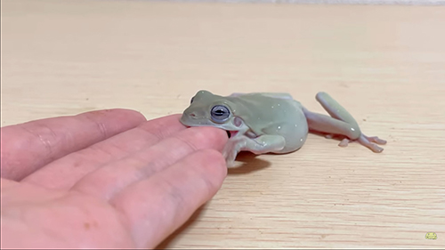 かみつくみずまんじゅうさん