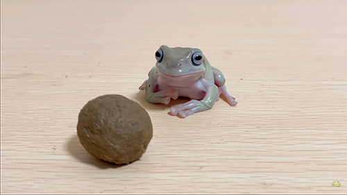 50倍エサとみずまんじゅうさん