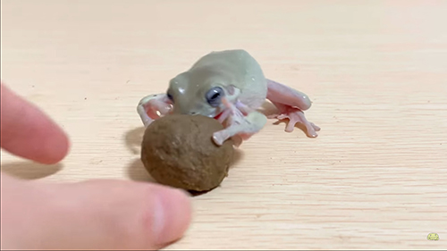 エサにかぶりつくみずまんじゅうさん